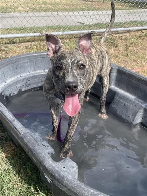 Photo of Lavender, adoptable Plott Hound in Corpus Christi, Texas