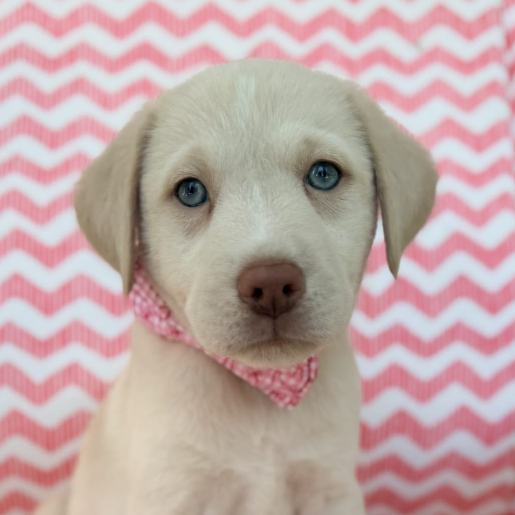 Photo of Daisy, adoptable Mixed Breed (Medium) in Fairfax Station, Virginia