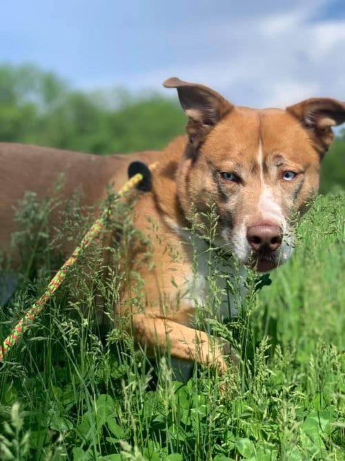Photo of Broly, adoptable Husky in Cedar Rapids, Iowa