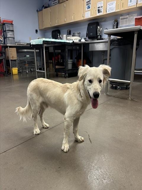 Photo of Neptune, adoptable Cardigan Welsh Corgi in Phoenix, Arizona