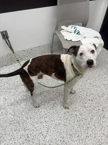 Photo of Benji, adoptable dog in Atlanta, Georgia