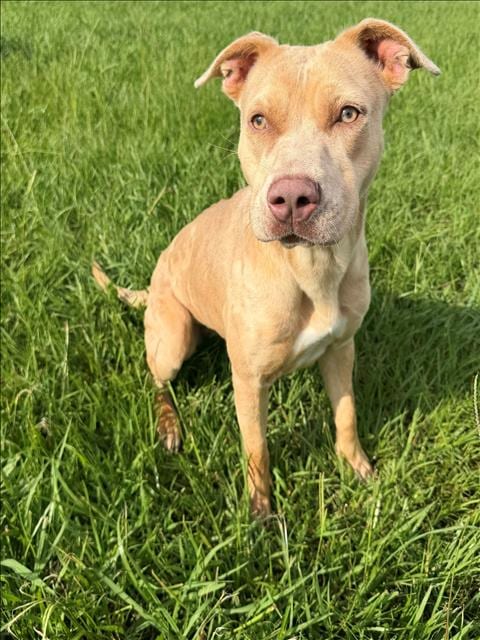 Photo of Layah, adoptable Pit Bull Terrier in Conroe, Texas