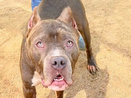 Photo of Brave, adoptable dog in Georgetown, Texas