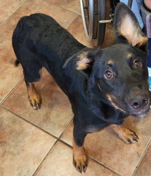 Photo of Jolene, adoptable German Shepherd Dog in Amarillo, Texas