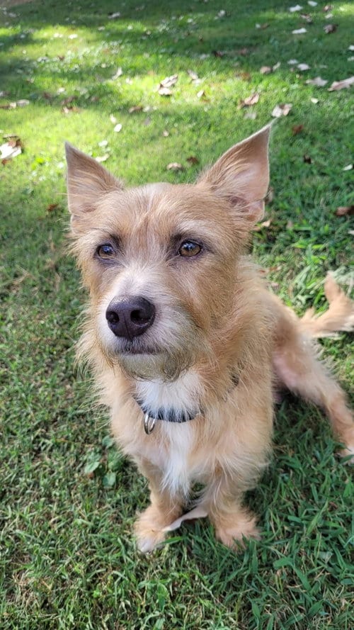 Photo of Harry, adoptable Terrier in Greenville, South Carolina