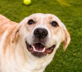 Photo of Prada, adoptable Labrador Retriever in Canton, Connecticut
