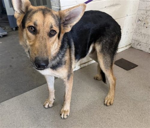Photo of Tucker, adoptable German Shepherd Dog in San Bernardino, California