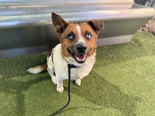 Photo of Aster, adoptable Australian Cattle Dog/Blue Heeler in Phoenix, Arizona