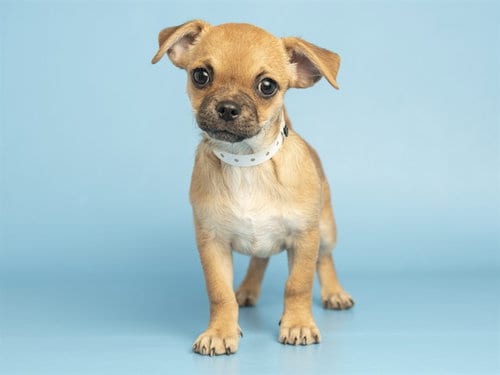 Photo of Wynny, adoptable Chihuahua in Phoenix, Arizona