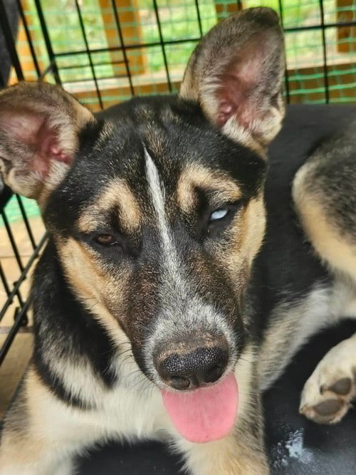 Photo of Mini, adoptable German Shepherd Dog in Cliffwood, New Jersey