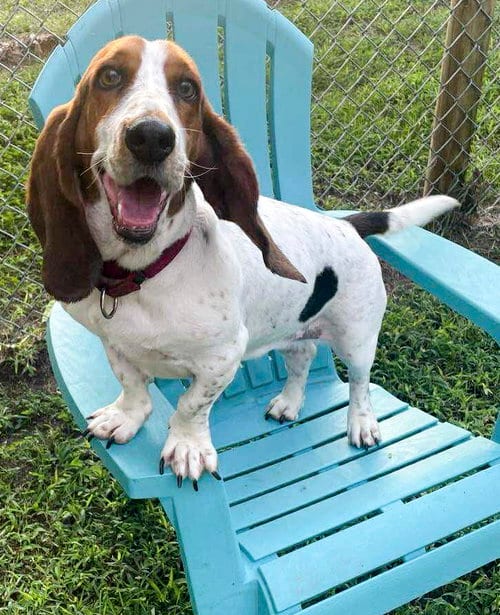 Photo of LUCY aka LULA, adoptable Basset Hound in Milmay, New Jersey