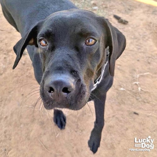 Photo of Spice Girl, adoptable Labrador Retriever in Washington, District of Columbia