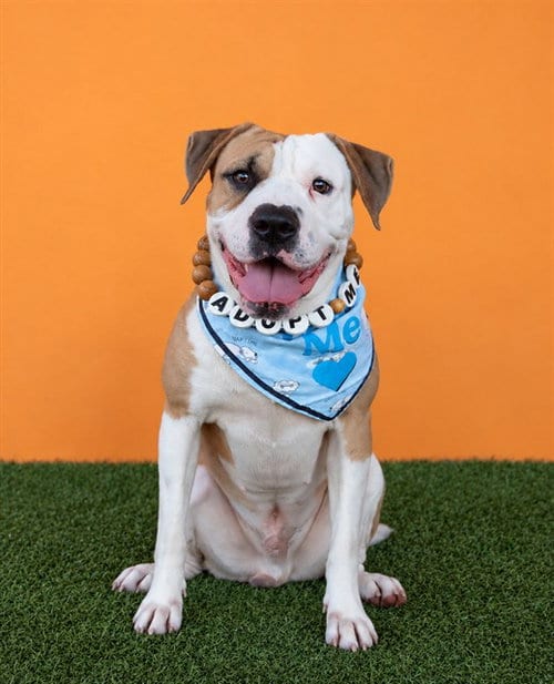 Photo of Ollie, adoptable American Bulldog in Miami, Florida