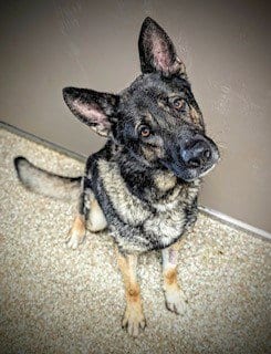 Photo of King, adoptable German Shepherd Dog in Clyde, North Carolina