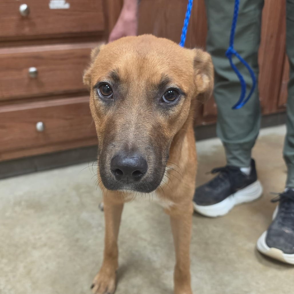 Photo of Naomi - 072309U, adoptable Bloodhound / Mix in Tupelo, Mississippi