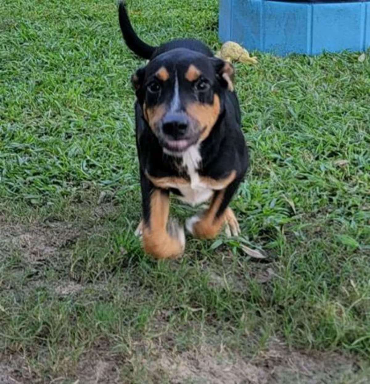 Photo of Zeus, adoptable Rottweiler in Conway, South Carolina