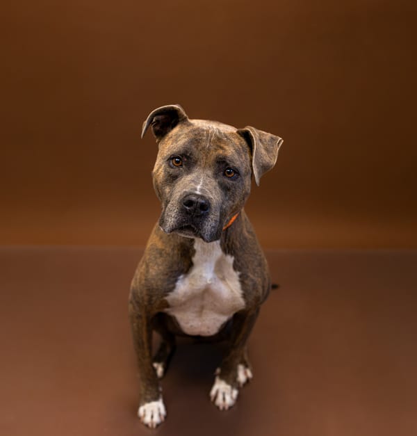 Photo of Yoshi Hw+, adoptable Pit Bull cross in Lawrenceville, Georgia