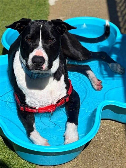 Photo of Luca, adoptable Bull Terrier in Agoura, California
