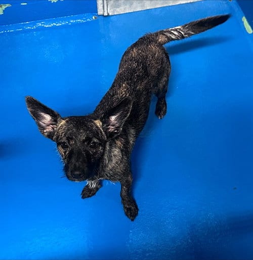 Photo of A170962, adoptable German Shepherd Dog in Bakersfield, California
