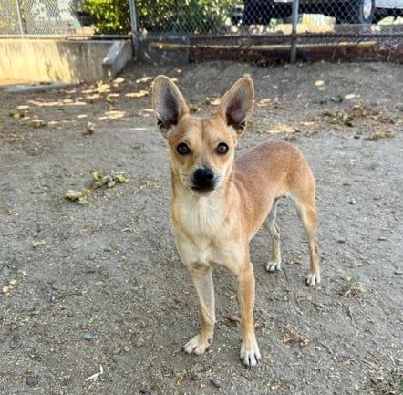 Photo of Donatello, adoptable Chihuahua in Martinez, California