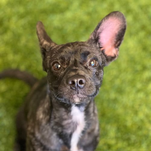 Photo of Midnight the Puppy, adoptable French Bulldog in Burlingame, California