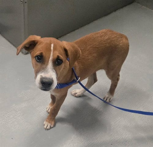 Photo of A171280, adoptable Labrador Retriever in Bakersfield, California