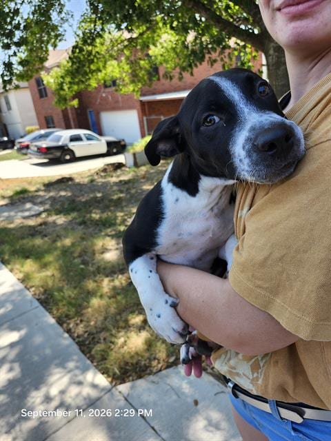 Photo of Louie, adoptable Labrador Retriever in San Antonio, Texas