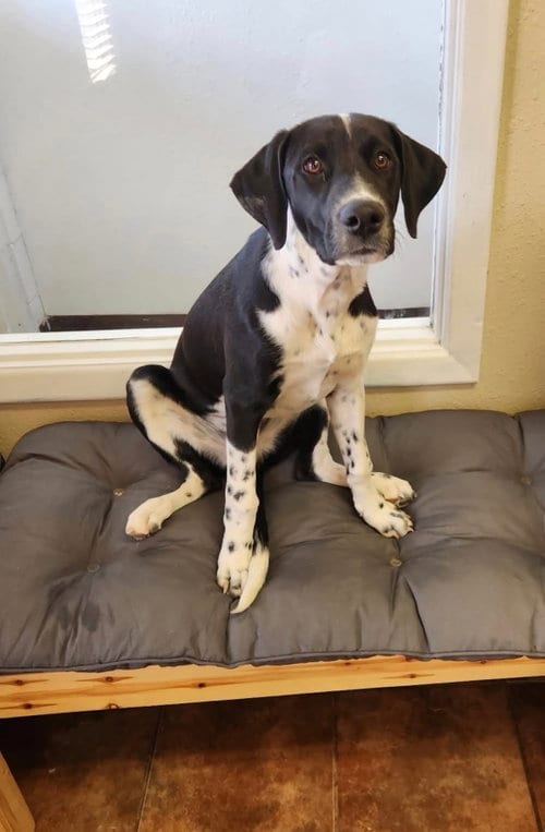 Photo of Scout, adoptable Pointer in Amarillo, Texas