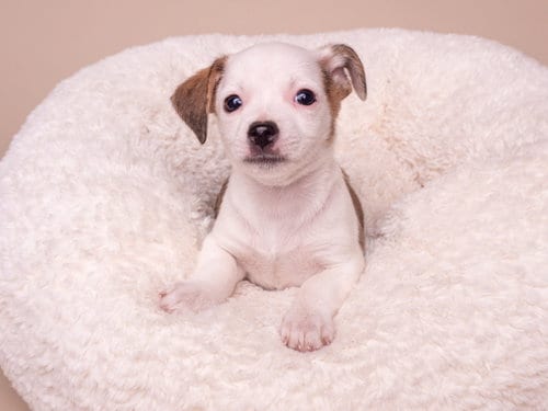 Photo of Discount: Ross, adoptable Chihuahua in Romoland, California