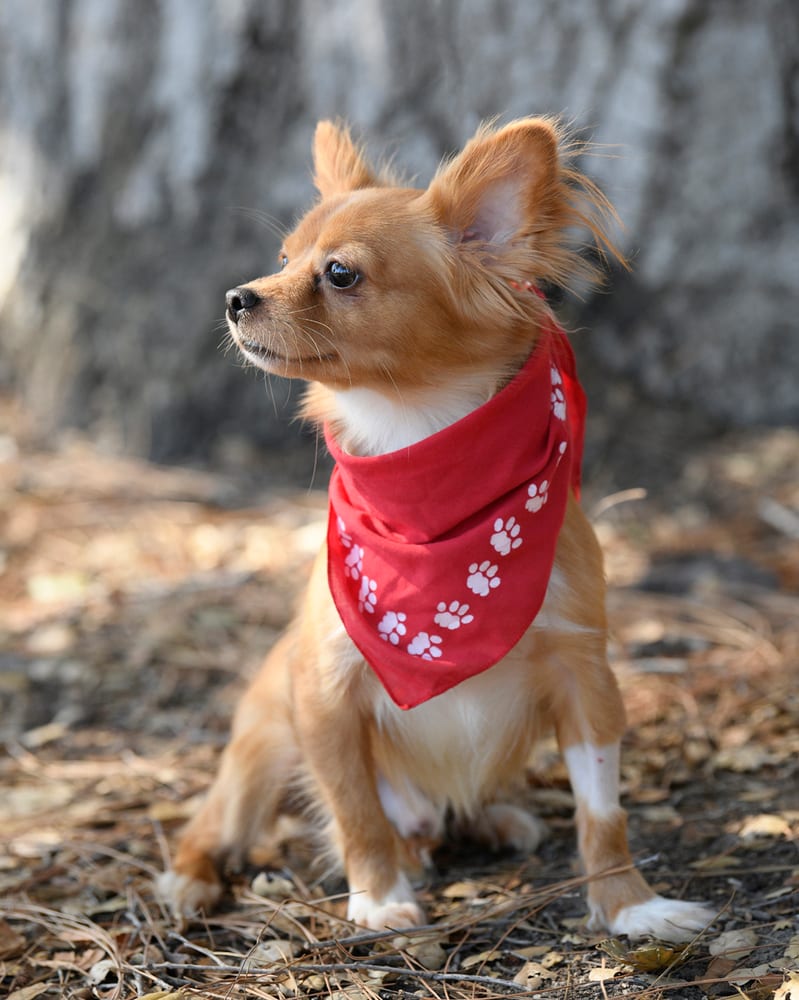 Photo of Mikey, adoptable Papillon in Dana Point, California