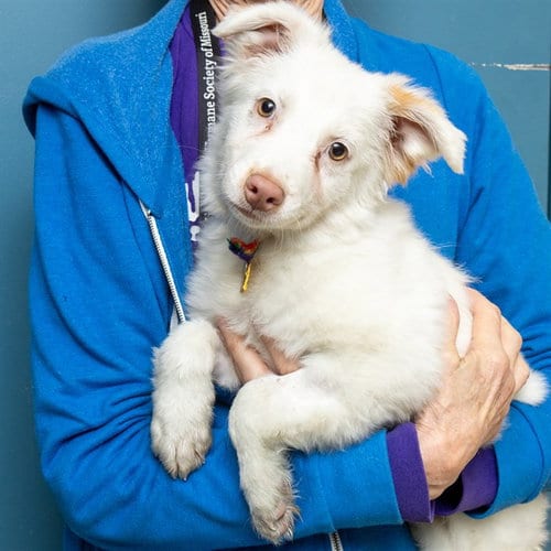 Photo of Tramp, adoptable Australian Shepherd in St Louis, Missouri