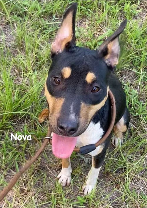 Photo of Nova, adoptable Catahoula Leopard Dog in Ridgefield, Connecticut