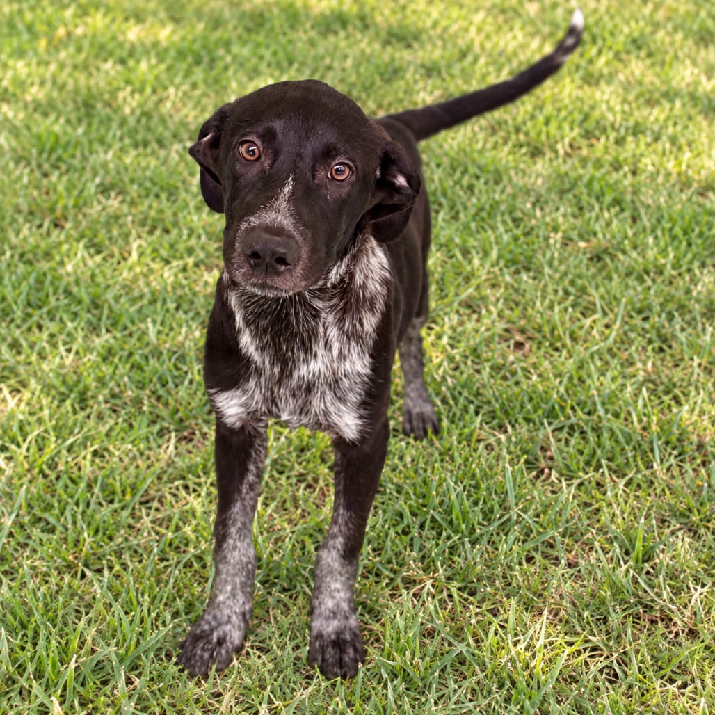 Photo of Moz 26-08-086, adoptable American Blue Heeler in Bastrop, Texas