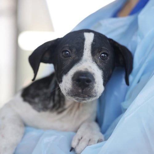 Photo of Sitka, adoptable American Staffordshire Terrier in San Antonio, Texas