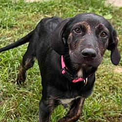 Photo of Mason, adoptable Plott Hound in Round Hill, Virginia