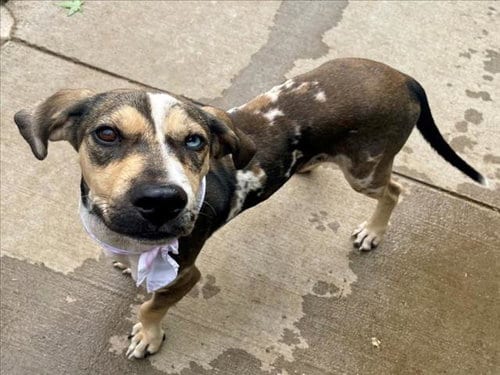 Photo of Equinox, adoptable Catahoula Leopard Dog in Tulsa, Oklahoma