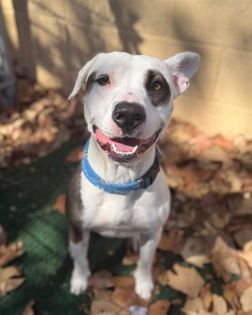 Photo of Calypso, adoptable Pit Bull Terrier in Chula Vista, California