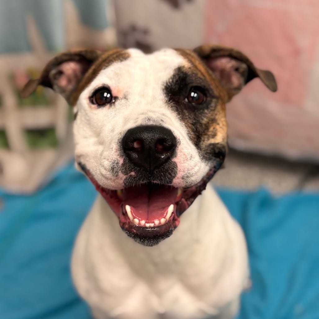 Photo of Lucy, adoptable Terrier, Staffordshire Bull / Boxer in Henderson, Nevada