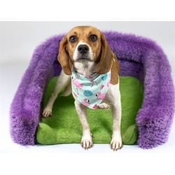 Photo of Rumi, adoptable Beagle in Ft Lauderdale, Florida