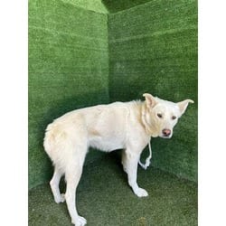 Photo of Tun Tun Chino, adoptable Husky in Lancaster, California