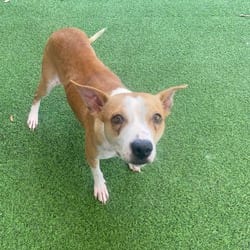 Photo of Gidget 7755, adoptable Mixed Breed (Medium) Pointer in Loxahatchee, Florida