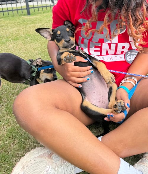 Photo of Egg, adoptable Miniature Pinscher in Virginia Beach, Virginia