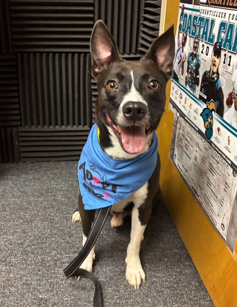 Photo of Nick Cannon, adoptable Terrier in Hartsville, South Carolina