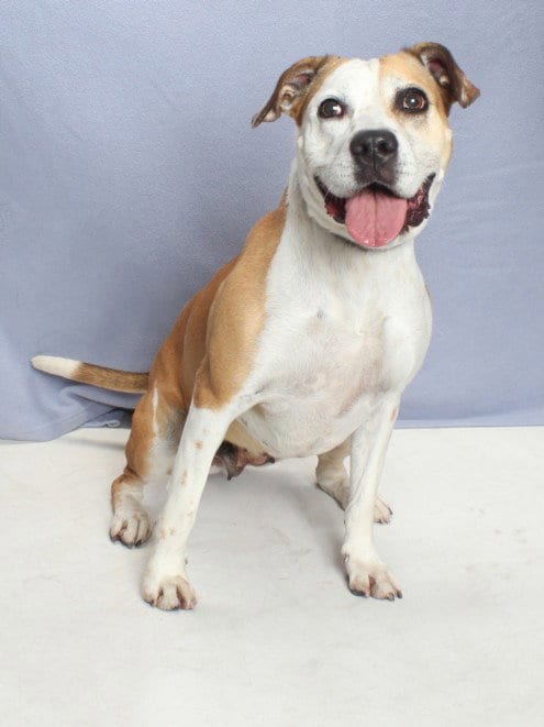Photo of Daisy, adoptable Pit Bull Terrier in Burbank, California