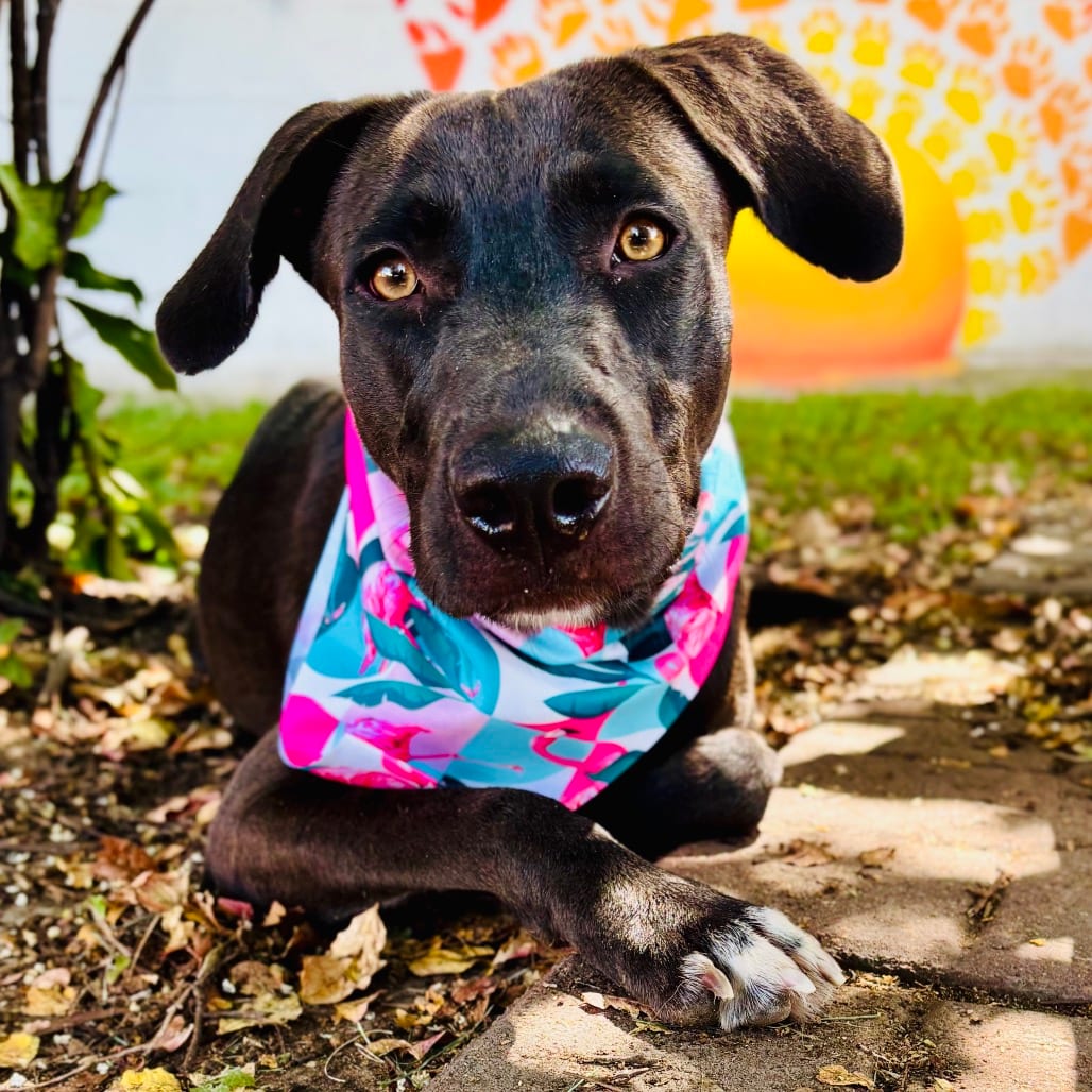 Photo of Rosalita 26-06-154, adoptable Retriever, Labrador / Terrier, American Pit Bull in Bastrop, Texas