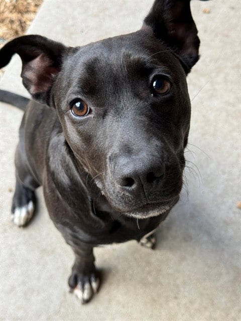 Photo of Luna, adoptable Labrador Retriever in South Lake Tahoe, California