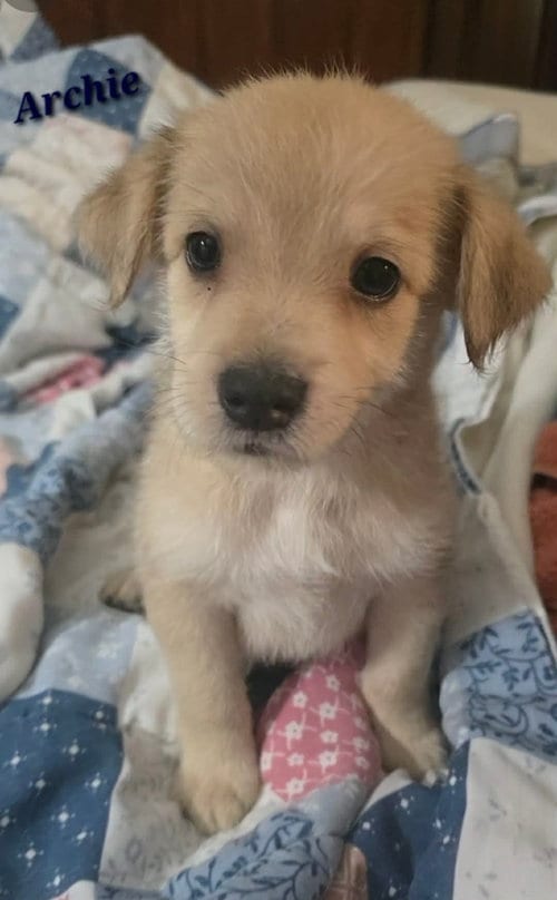 Photo of Archie- the A litter, adoptable Cairn Terrier in Oakhurst, New Jersey