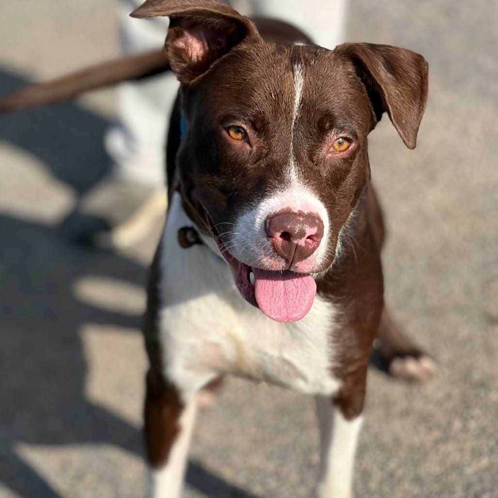 Photo of Mochi 26-08-109, adoptable Collie in Bastrop, Texas