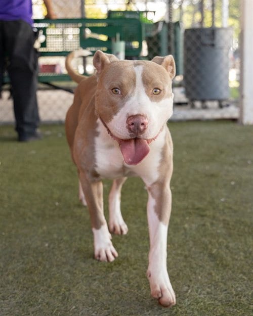 Photo of Eggnog, adoptable American Pit Bull Terrier in Miami, Florida