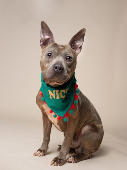 Photo of George, adoptable dog in Atlanta, Georgia
